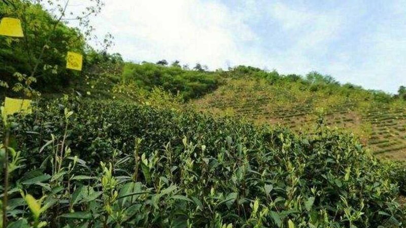 枸杞旺季要雇多少人？——枸杞种植用工需求分析